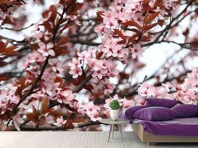 photo-wallpaper-spring-is-here