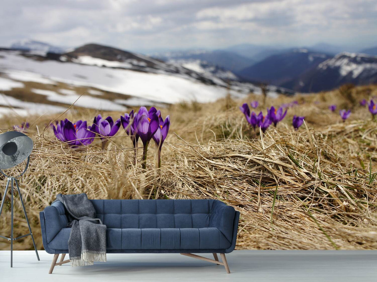 photo-wallpaper-purple-crocus