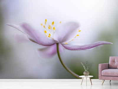 photo-wallpaper-nemorosa-ii