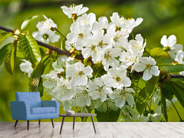 photo-wallpaper-white-flowers-in-xl