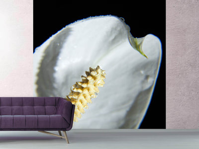 photo-wallpaper-calla-close-up-in-white