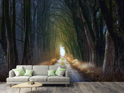 photo-wallpaper-the-tree-avenue