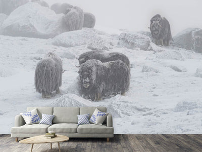 photo-wallpaper-muskox-x