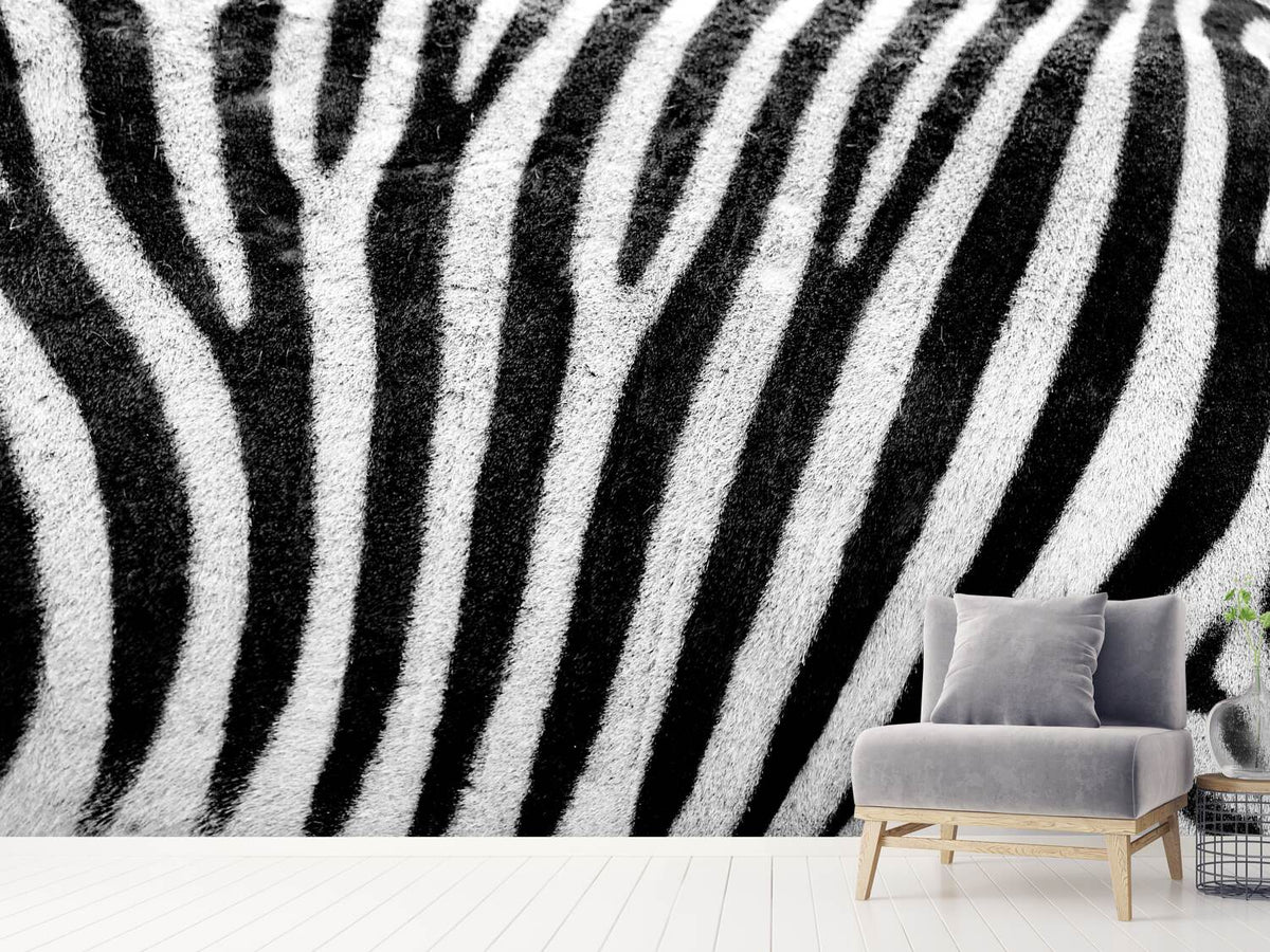 photo-wallpaper-strip-of-the-zebra