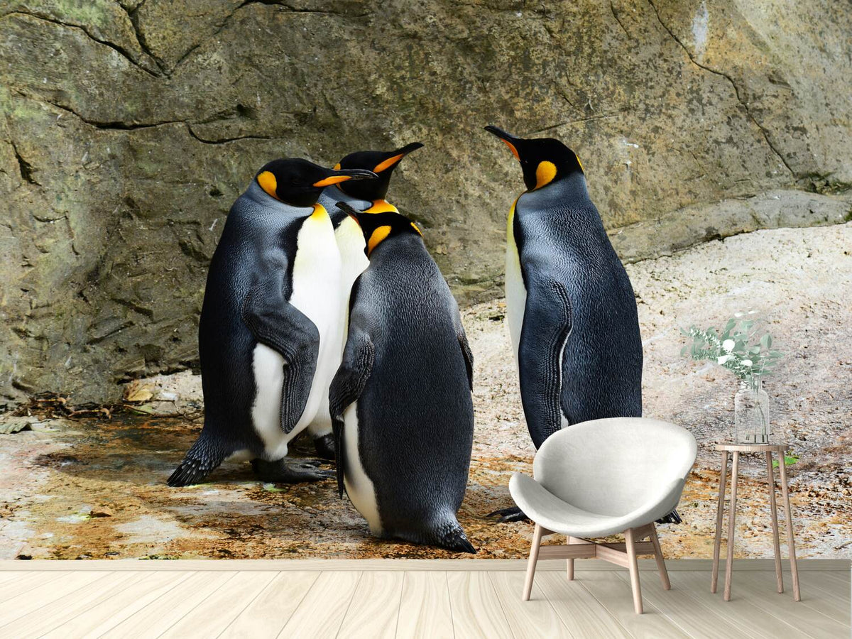 photo-wallpaper-king-penguins