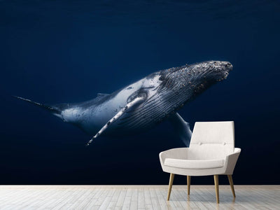 photo-wallpaper-humpback-whale-in-blue-x