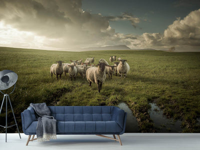 photo-wallpaper-sheep-x