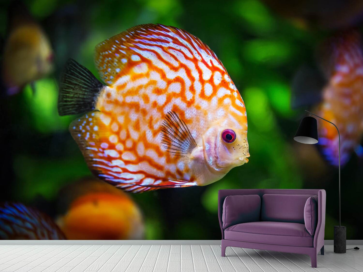 photo-wallpaper-the-discus-fish