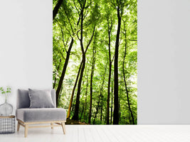 photo-wallpaper-forest