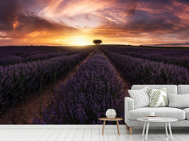 photo-wallpaper-lavender-sunset