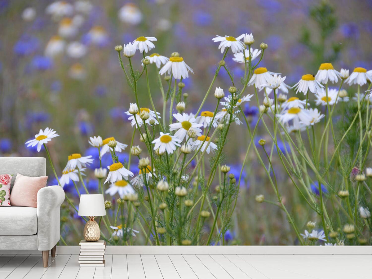 photo-wallpaper-wild-flower-meadow