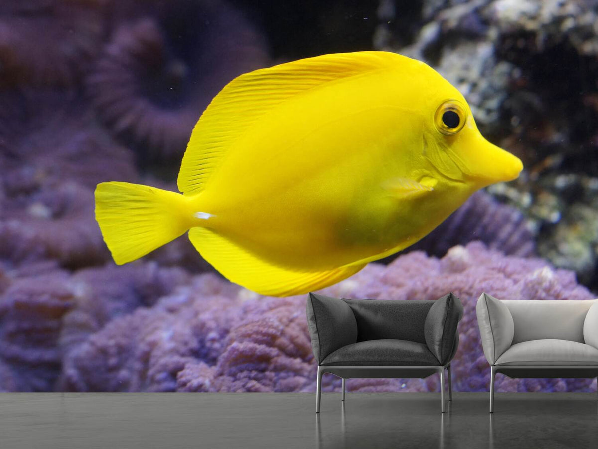 photo-wallpaper-the-lemon-doctor-fish