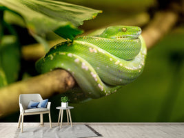 photo-wallpaper-green-snake