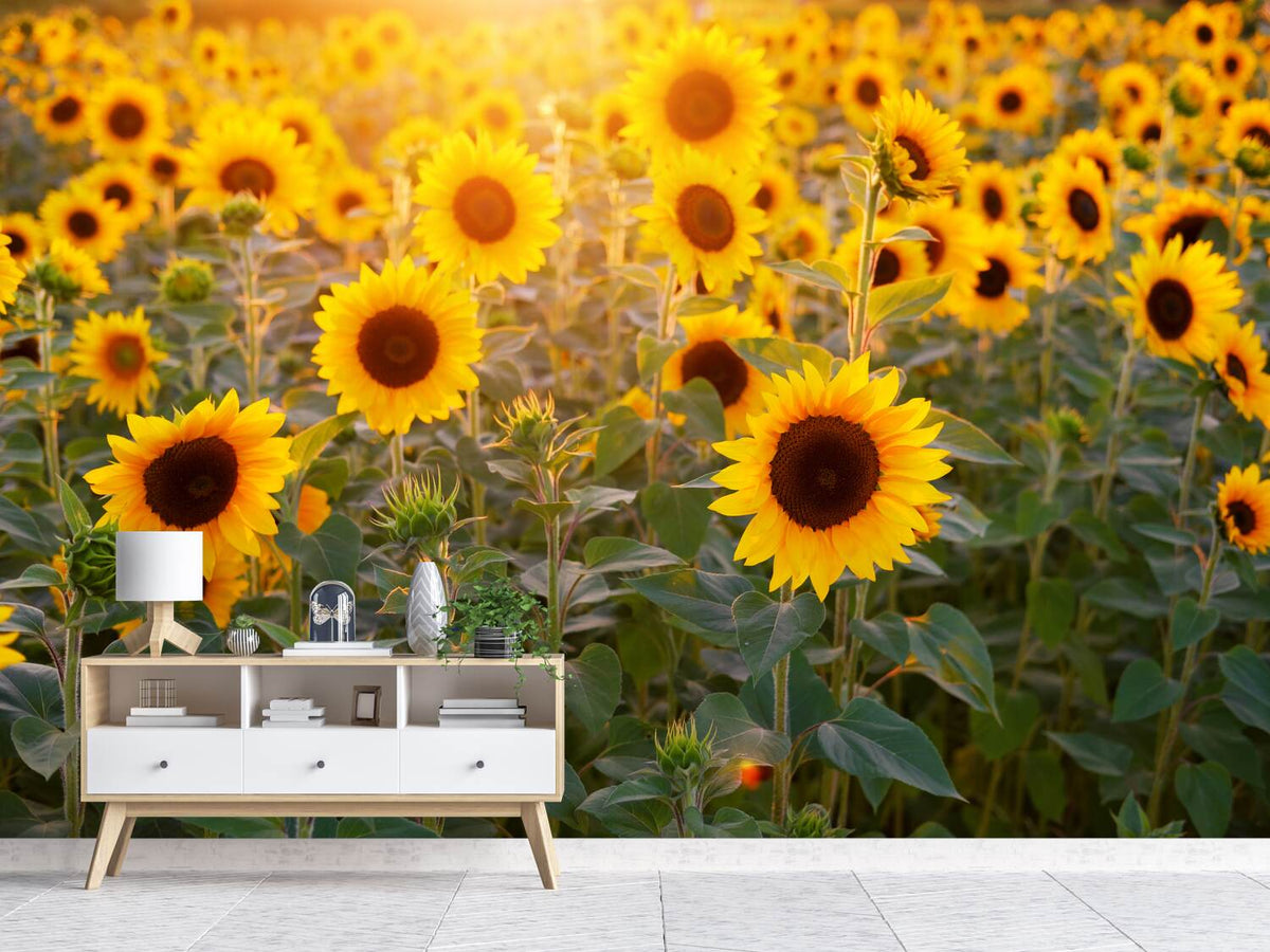 photo-wallpaper-sunflower-field