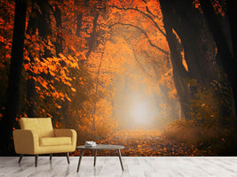 photo-wallpaper-autumn-light-in-the-forest