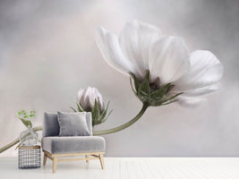 photo-wallpaper-simply-cosmos