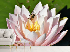 photo-wallpaper-the-bee-on-the-water-lily