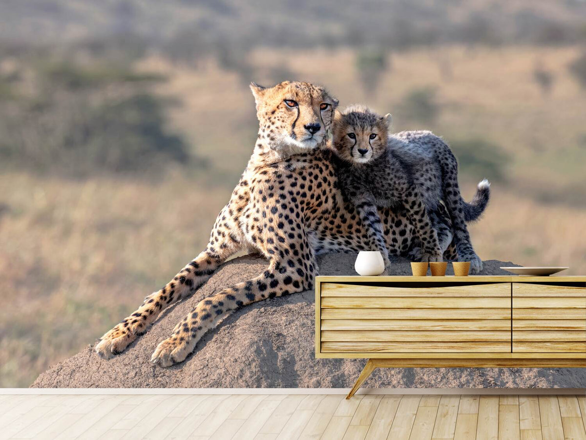 photo-wallpaper-cheetah-and-cup-x