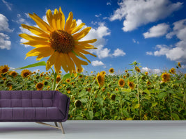 photo-wallpaper-a-sunflower-among-many