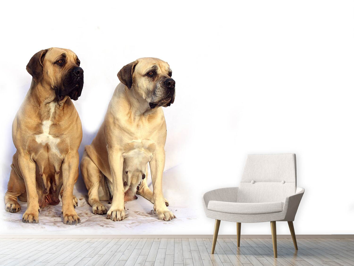 photo-wallpaper-2-mastiffs