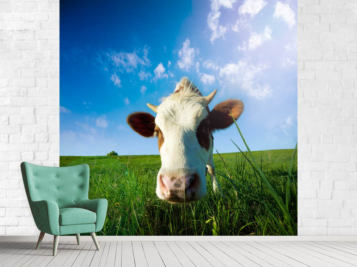 photo-wallpaper-the-cow