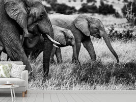 photo-wallpaper-elephant-family-x