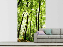 photo-wallpaper-forest