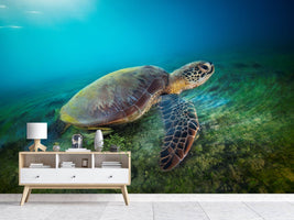 photo-wallpaper-green-turtle