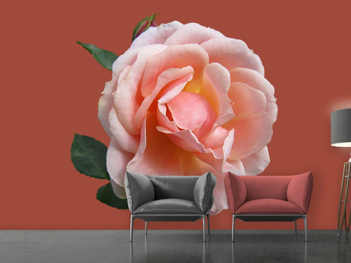 photo-wallpaper-rose-in-pink-xxl-ii