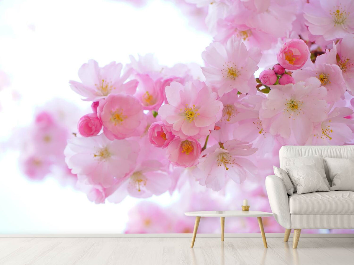 photo-wallpaper-japanese-cherry-blossom-xl