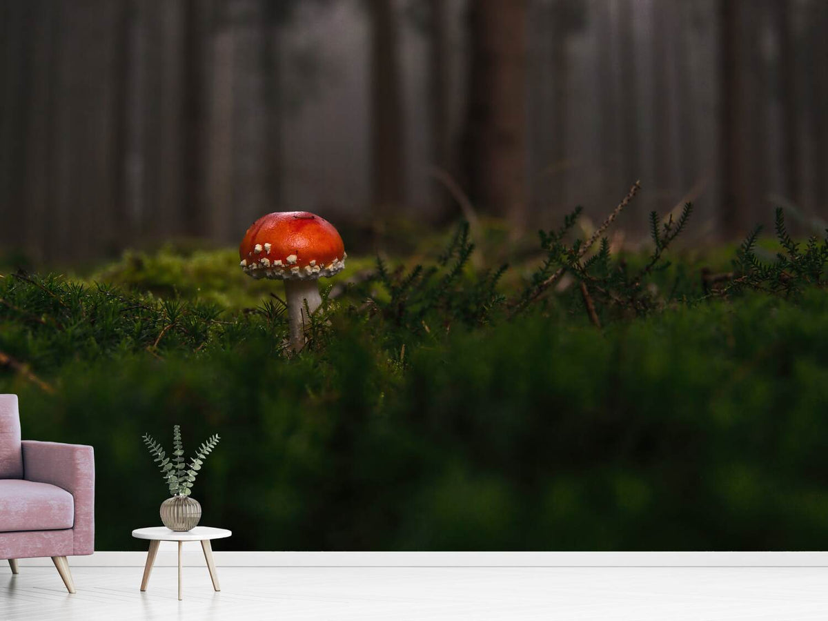 photo-wallpaper-a-mushroom-in-the-forest