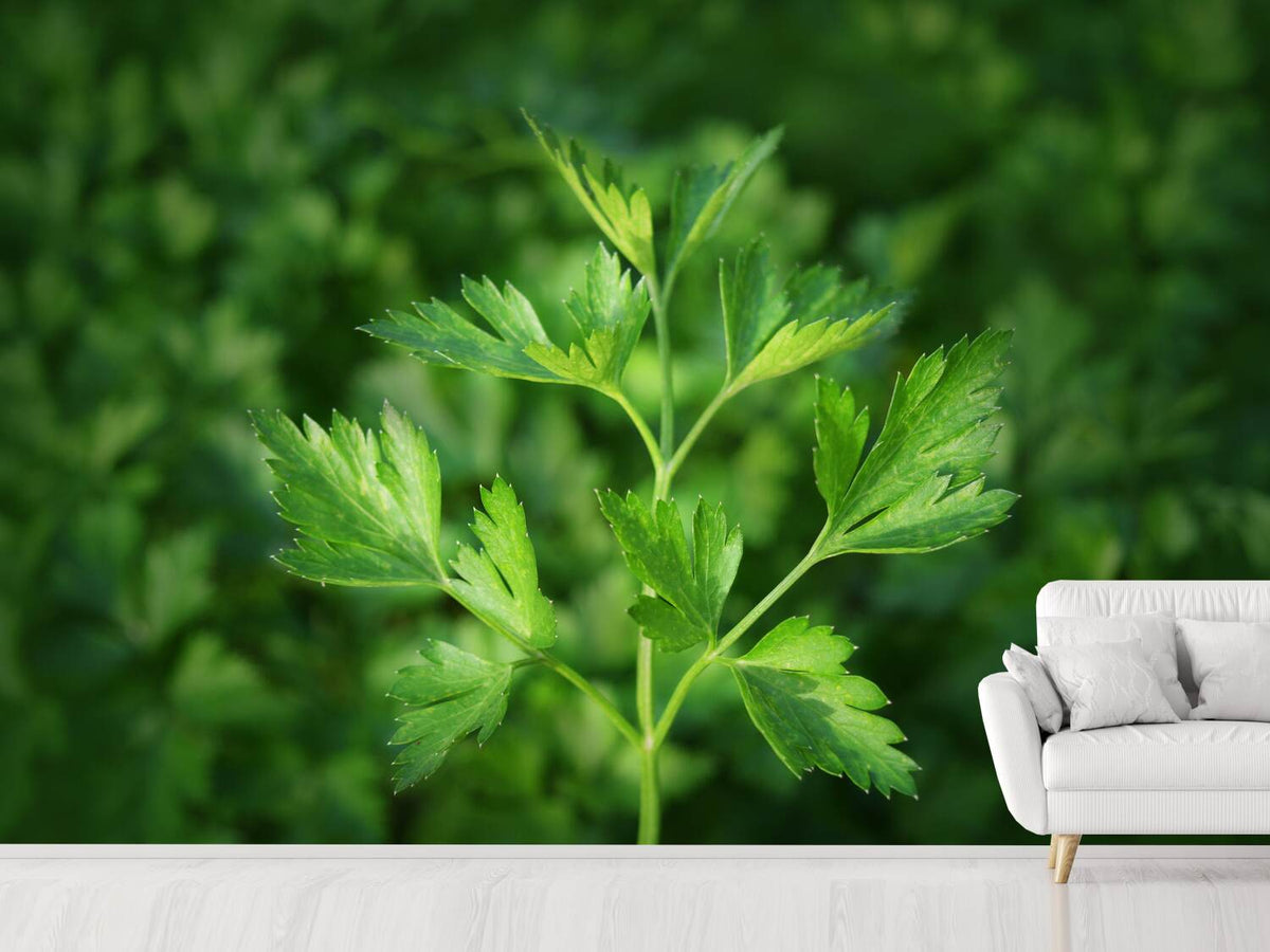 photo-wallpaper-fresh-parsley