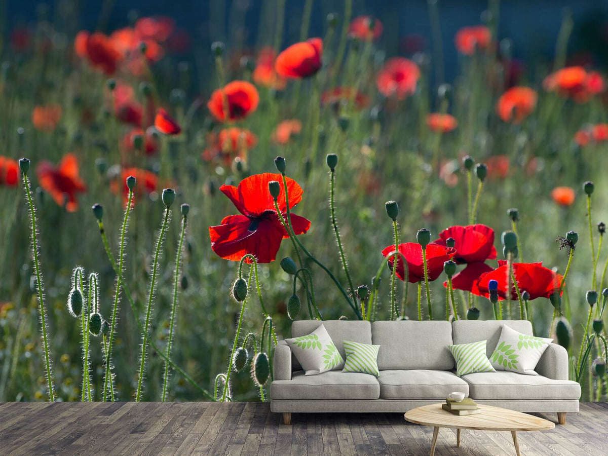 photo-wallpaper-wild-poppy