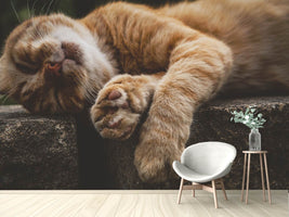 photo-wallpaper-sleeping-cat