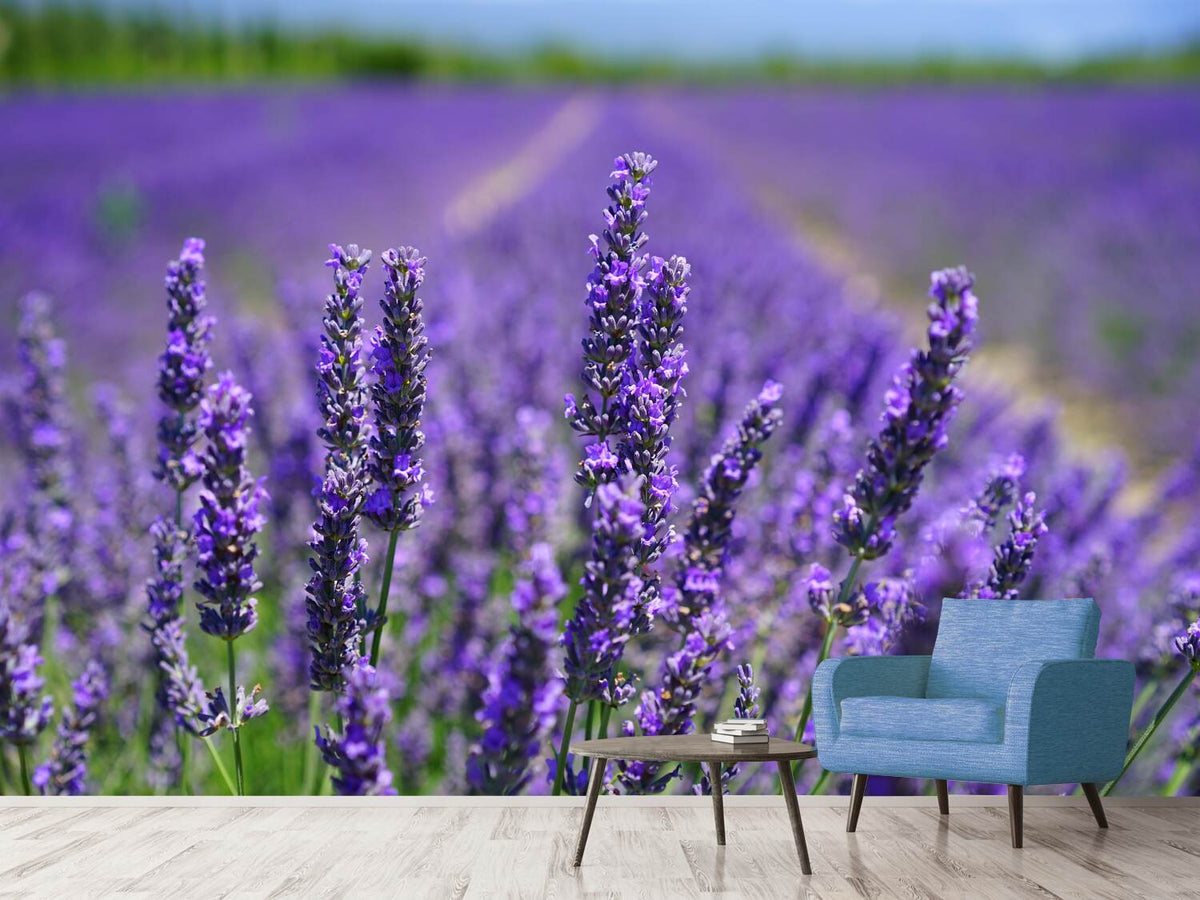 photo-wallpaper-the-lavender-flowers