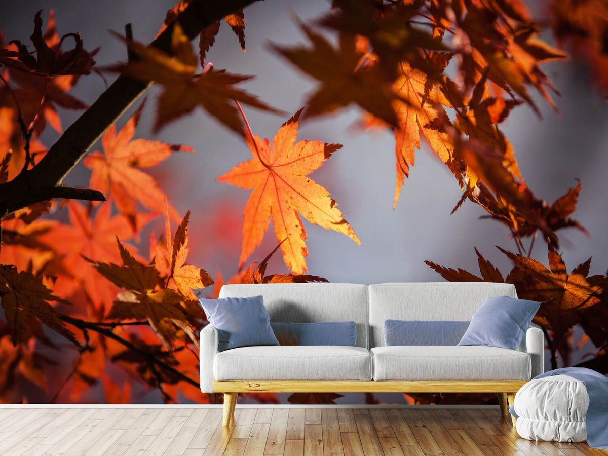 photo-wallpaper-maple-leaves-in-autumn