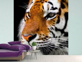 photo-wallpaper-close-up-tiger-head