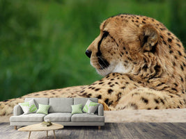 photo-wallpaper-xl-cheetah