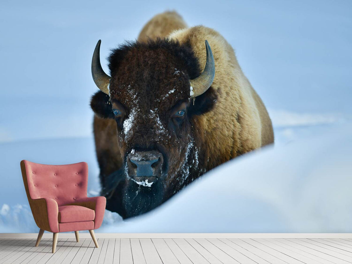 photo-wallpaper-winter-bison