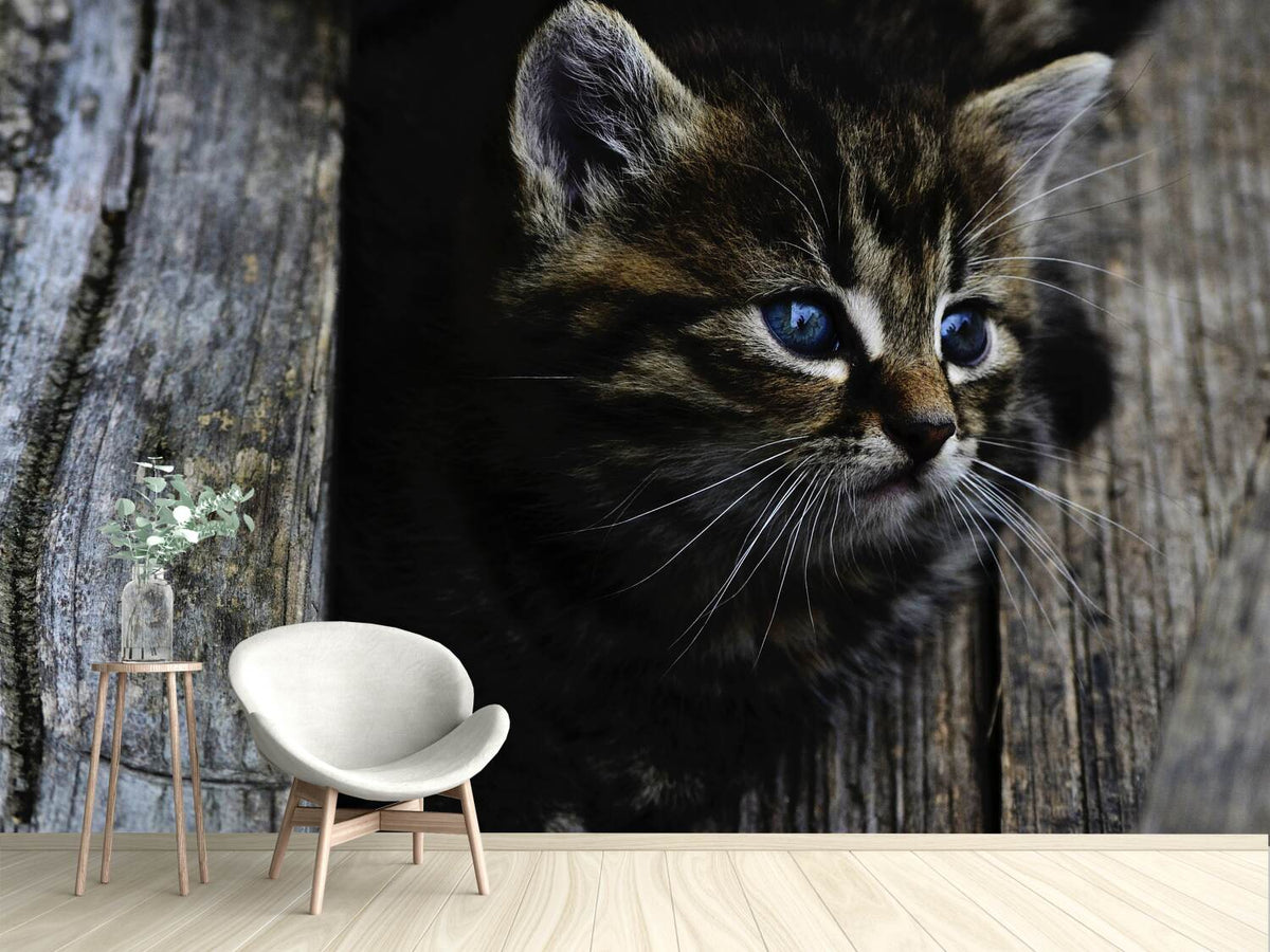 photo-wallpaper-cats-child