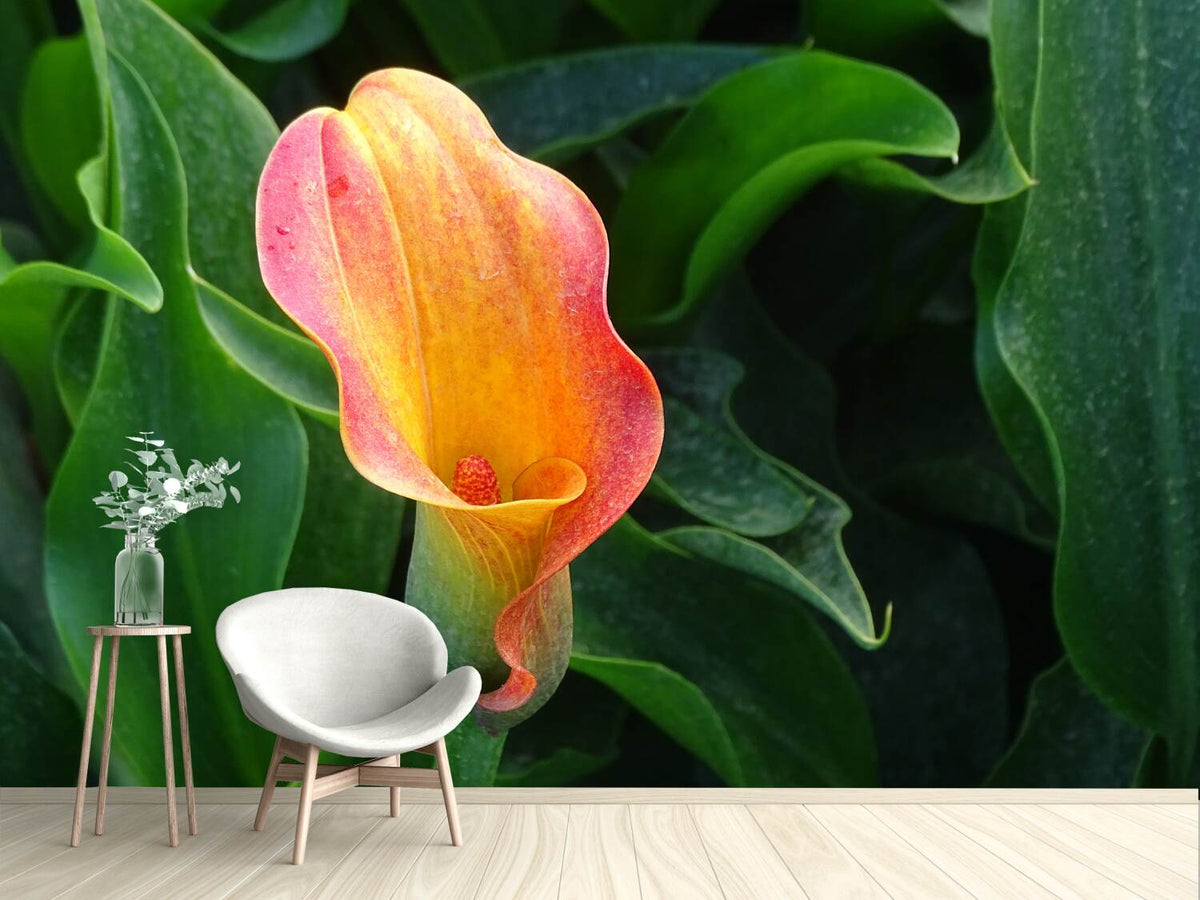 photo-wallpaper-wild-calla