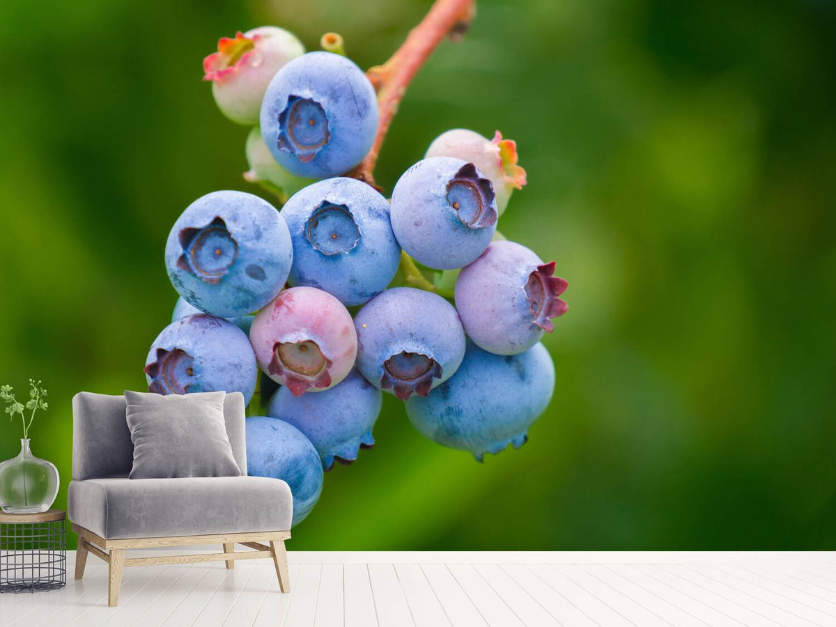 photo-wallpaper-blueberries-in-nature