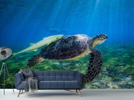 photo-wallpaper-sea-turtle