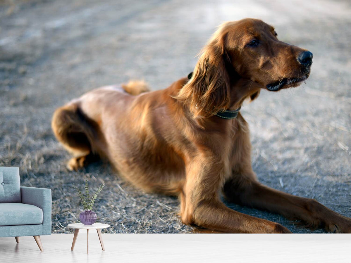 photo-wallpaper-the-irish-setter