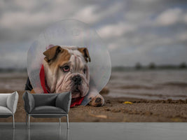 photo-wallpaper-the-vet-gave-me-this-collarand-i-am-not-happy-with-it