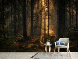 photo-wallpaper-the-light-in-the-forest-x