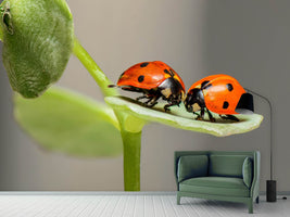 photo-wallpaper-2-ladybirds