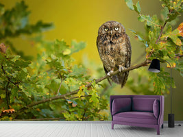 photo-wallpaper-eurasian-scops-owl