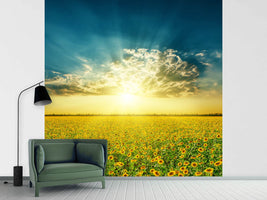 photo-wallpaper-sunflowers-in-the-evening-sun