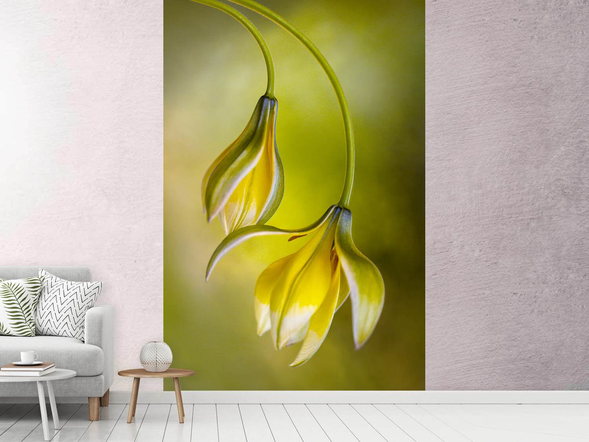 photo-wallpaper-tulipa